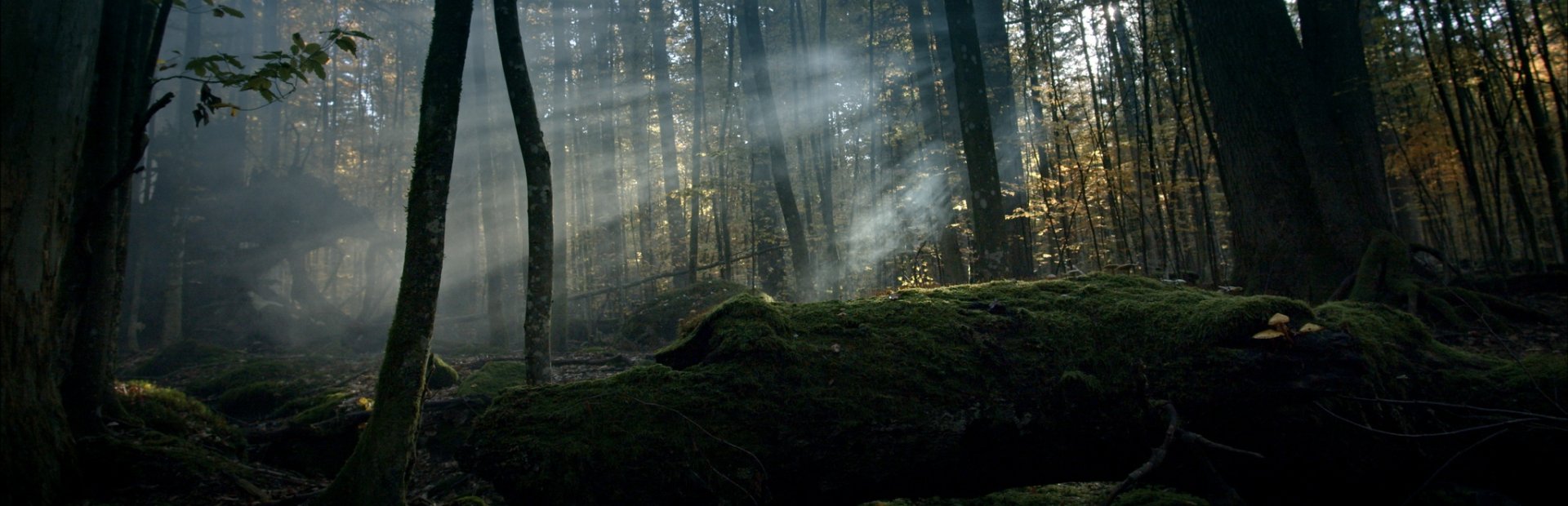 Der Wilde Wald Lichtung