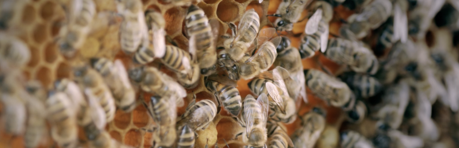 Bienen