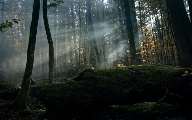 Der Wilde Wald Lichtung