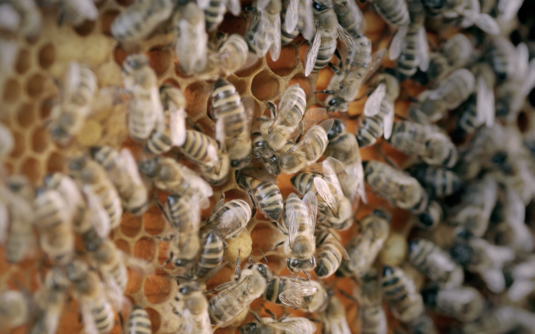 Bienen