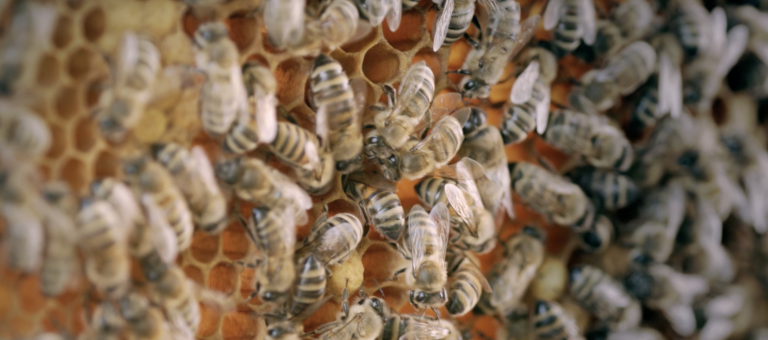 Bienen