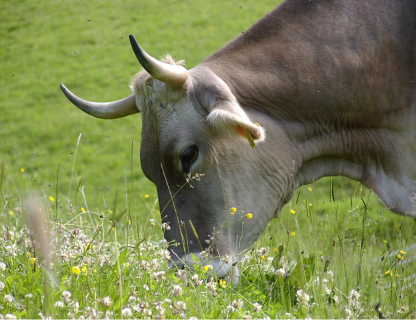 Allgäuer Kuh weidet auf grüner Wiese